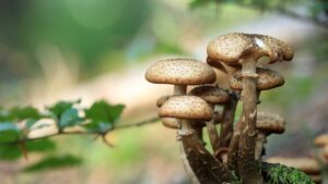 Funghi: tutto ciò che c’è da sapere su queste piccole meraviglie della natura