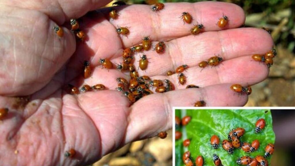 Come attirare migliaia di coccinelle nel tuo giardino scoprirai