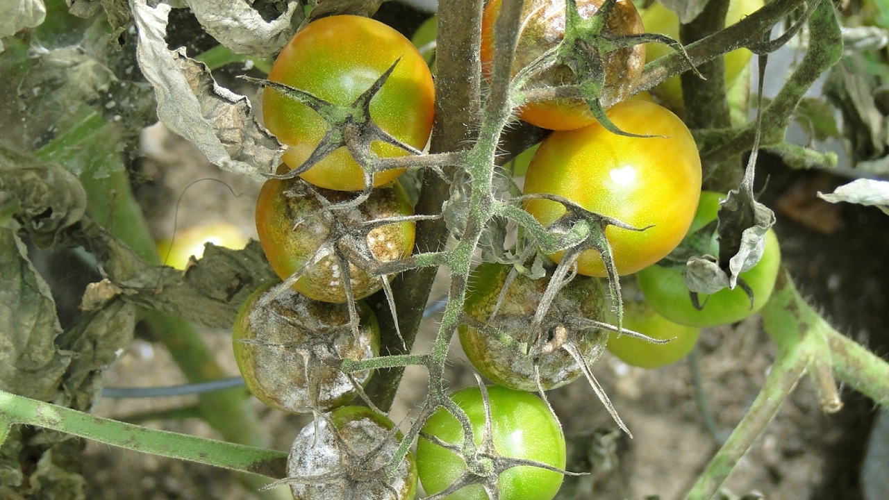 peronospora pomodori