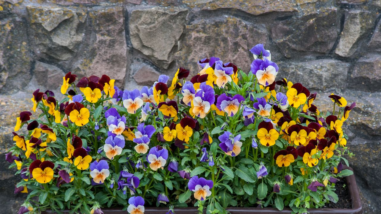 viola tricolor