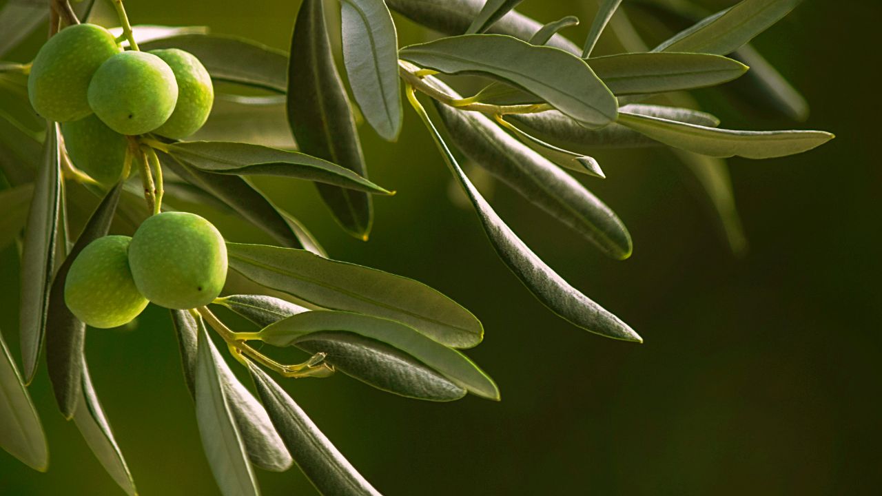 pianta di olive