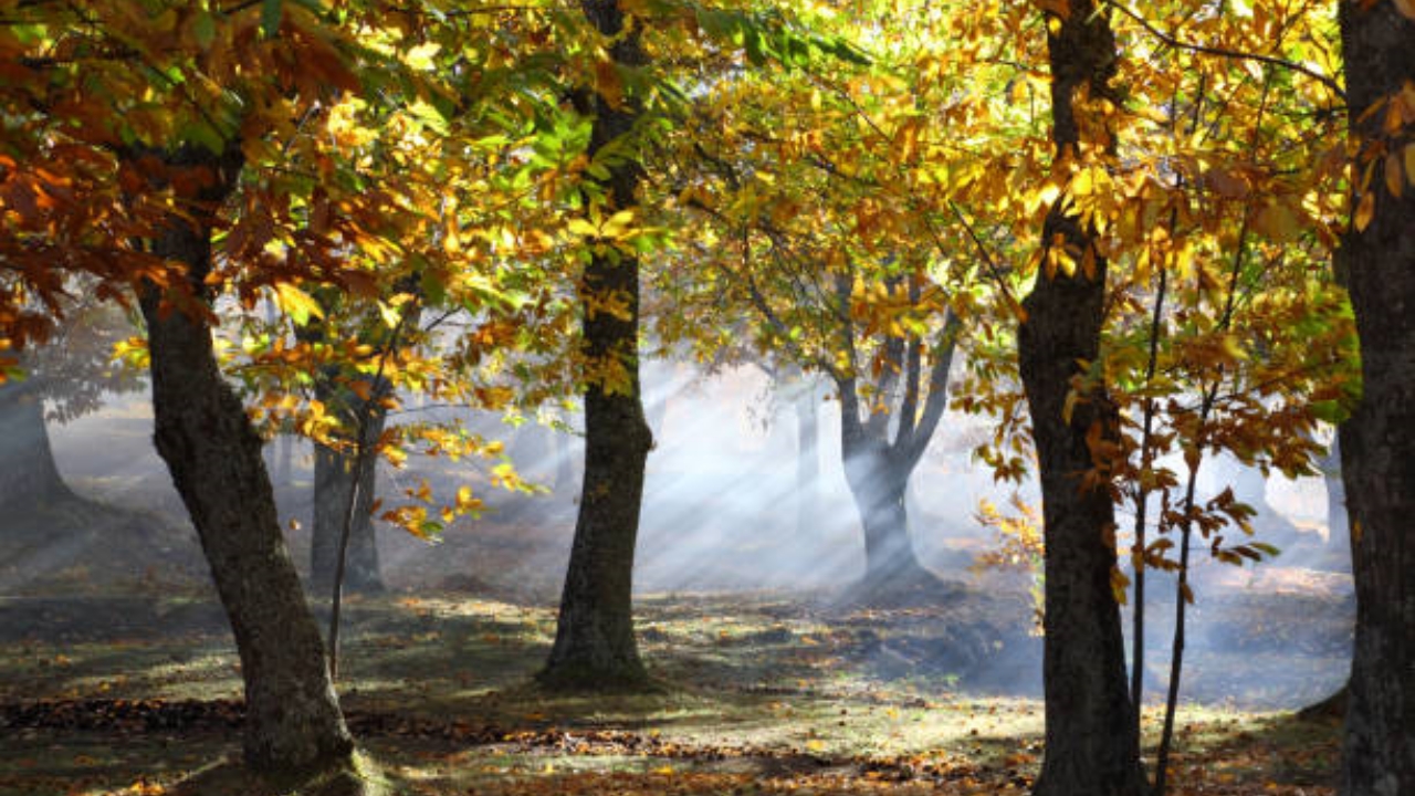 repellente nel bosco