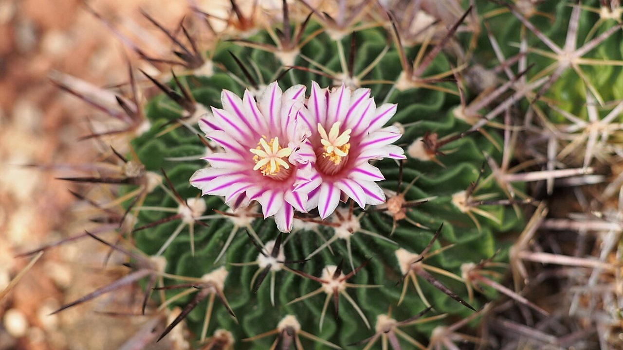 stenocactus crispatus