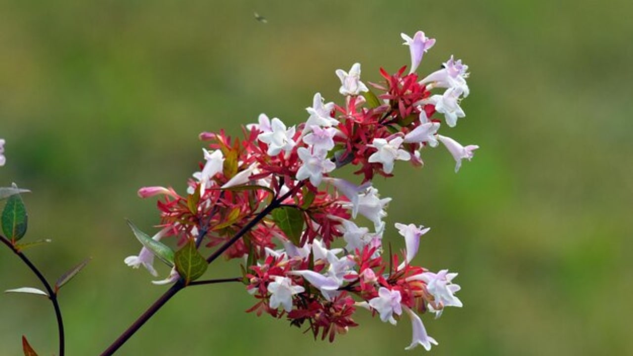 abelia bianca e rossa