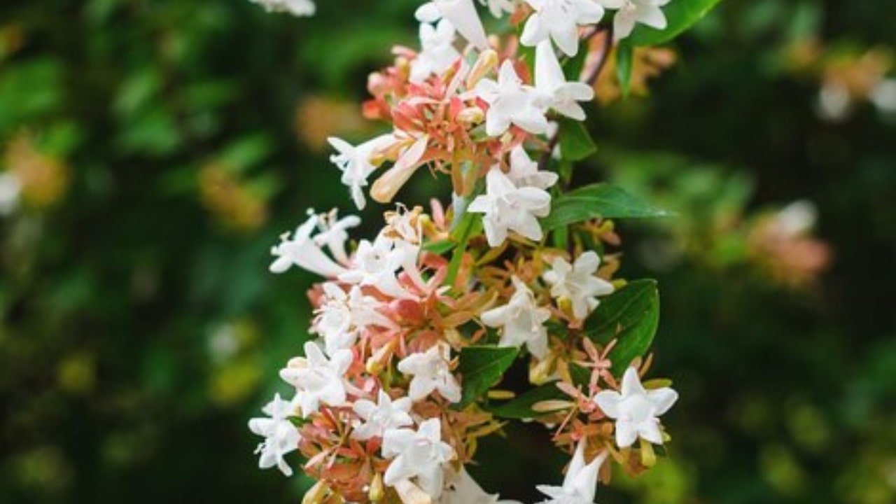 fiore di Abelia