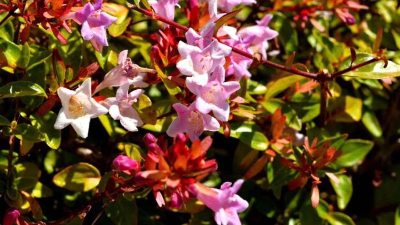 Abelia