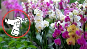 Orchidee: come stimolarne la crescita partendo dalle radici