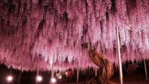 L’albero di glicine più vecchio del mondo è in vita da 150 anni: scopriamo i segreti dell’albero più famoso del parco di Ashikaga