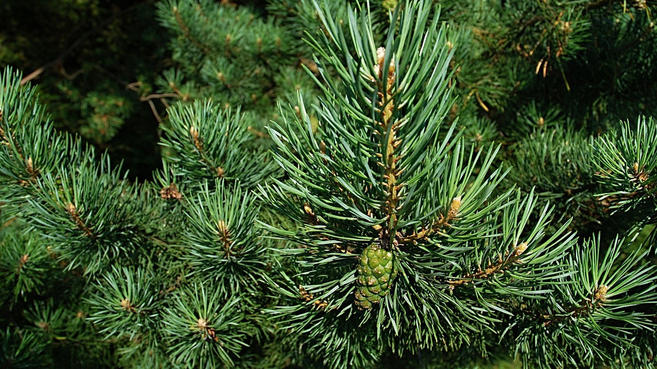 albero natale vero