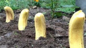 Piantate delle banane nel vostro giardino: potrebbe accadere qualcosa di inaspettato