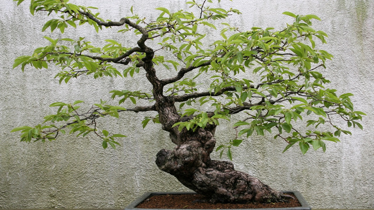 bonsai kaki