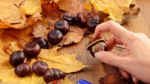 Non buttare le castagne che non mangi: possono diventare degli adorabili pupazzetti