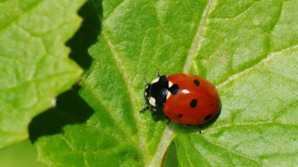 insetto rosso e nero