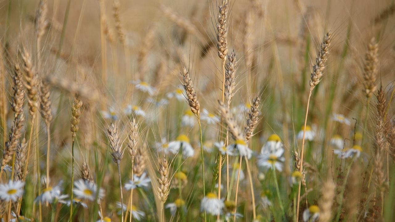 coltura di avena