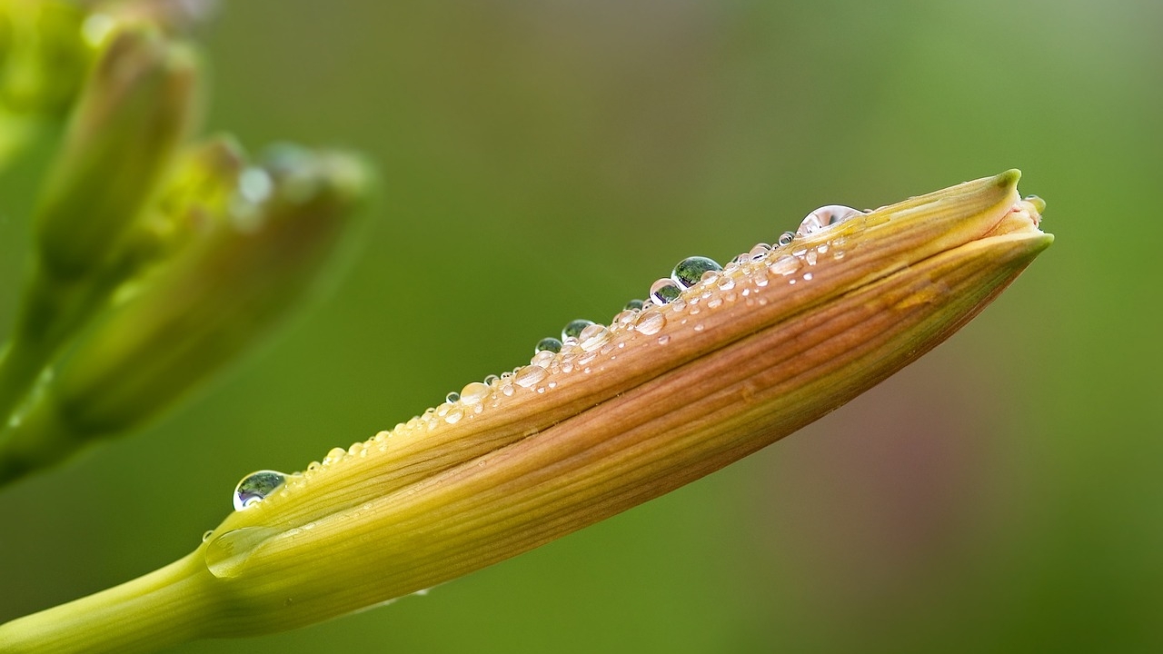 emerocallidi chiusi