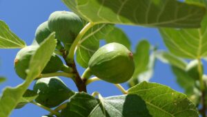 Albero di fico, tra storia e simbologia: ecco perché era così apprezzato fin dai tempi più antichi