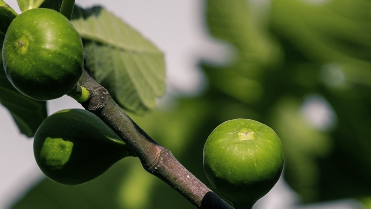 fichi maturi