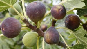 Potatura del fico per garantire un raccolto abbondante: ecco cosa devi fare