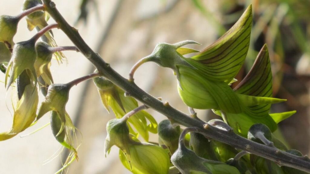 ramoscello di Crotalaria Cunninghamii