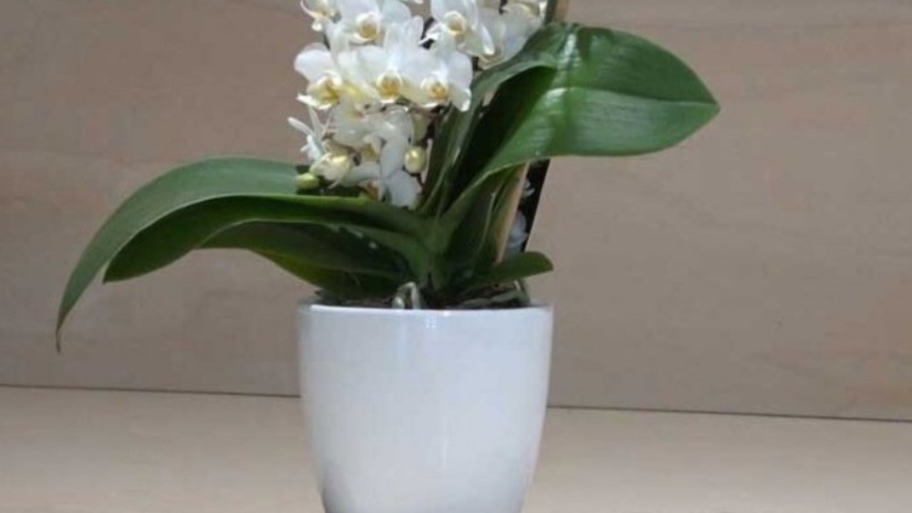 orchidea fiorita