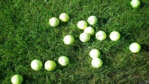 Cosa ci fa una pallina da tennis appesa sugli alberi da frutto?