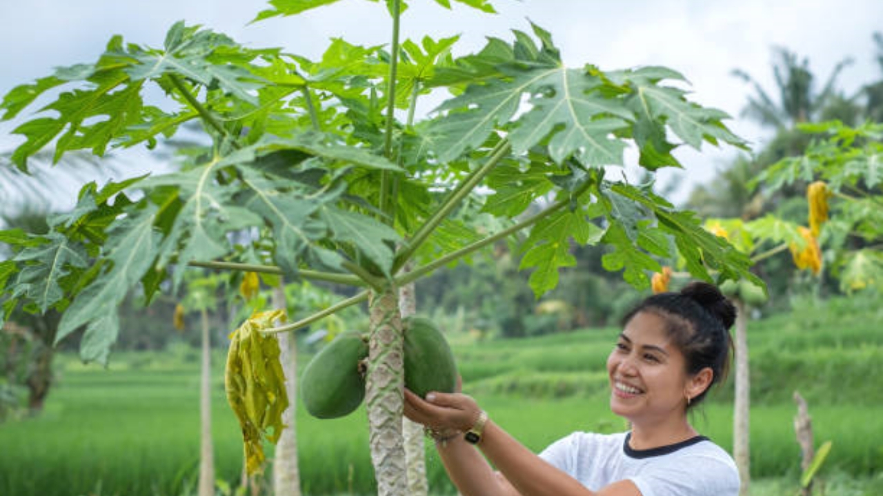 albero di papaya