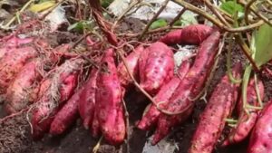 Una guida alla coltivazione delle patate dolci in sacchi di terra