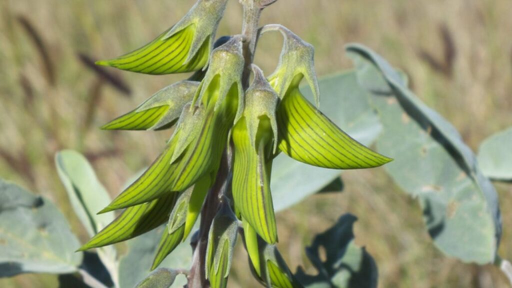 pianta Crotalaria Cunninghamii