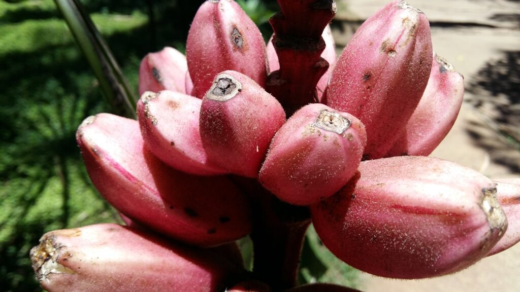 pink banana o musa velutina