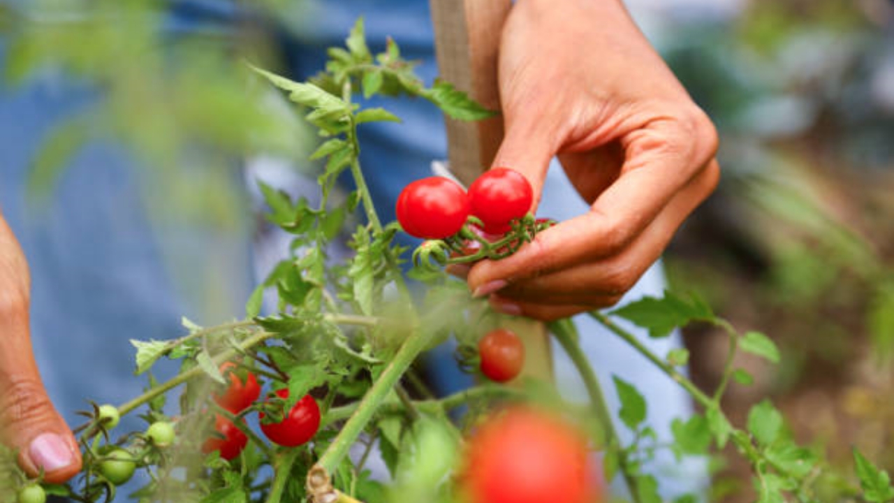 pomodori raccolti