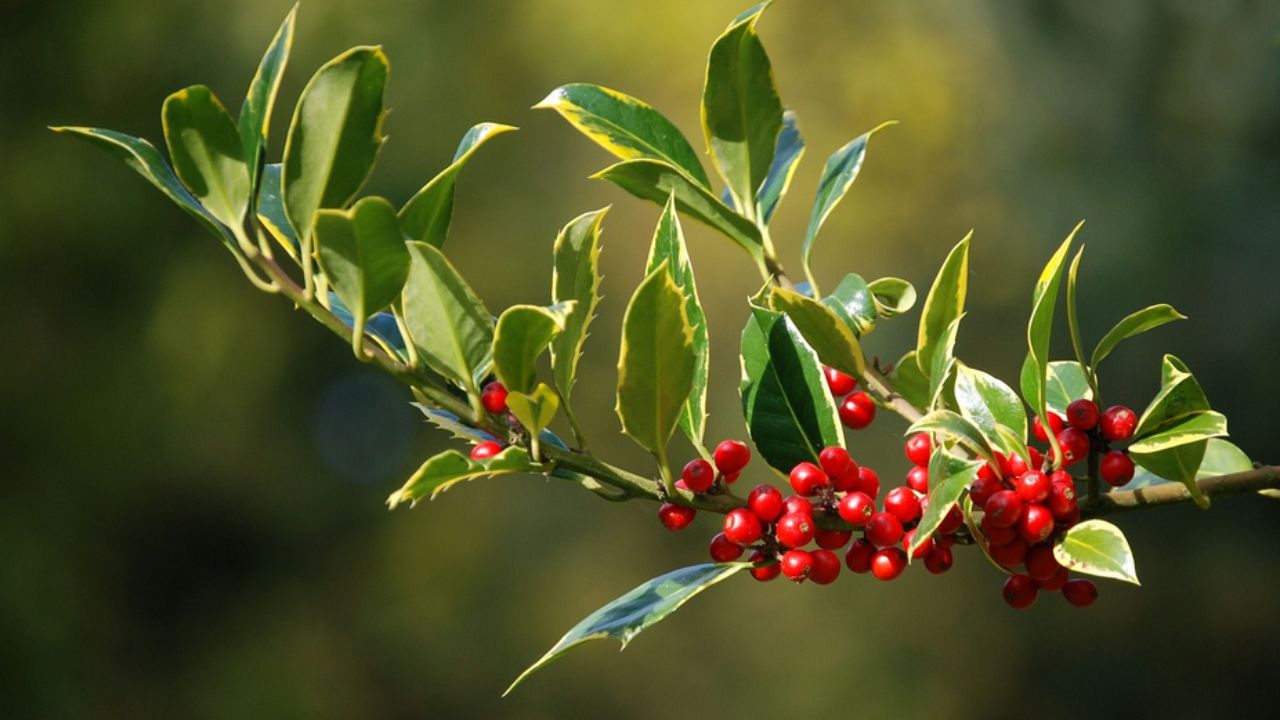 agrifoglio in natura