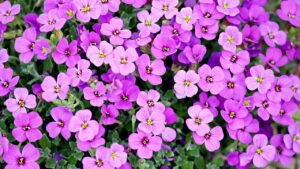 Viola, caratteristiche e significato: sapete perché questo fiore non può essere regalato a chiunque?