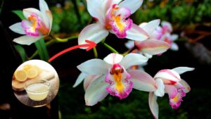 Orchidea: ecco cosa aggiungere per avere una fioritura perfetta