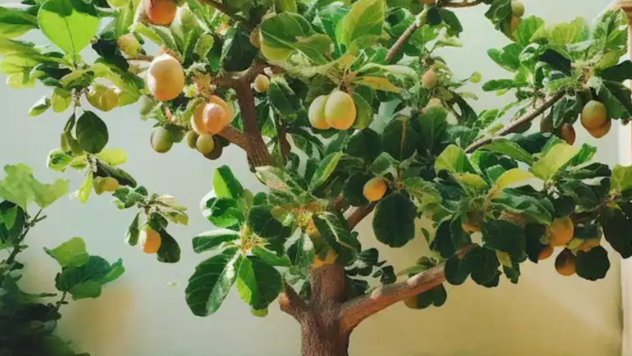 Albero di fichi con frutti