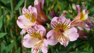 Alstroemeria, trucchi e segreti per coltivare il giglio del Perù