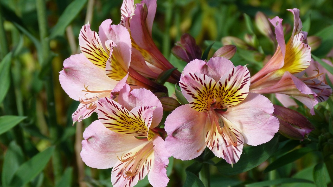 Alstroemeria