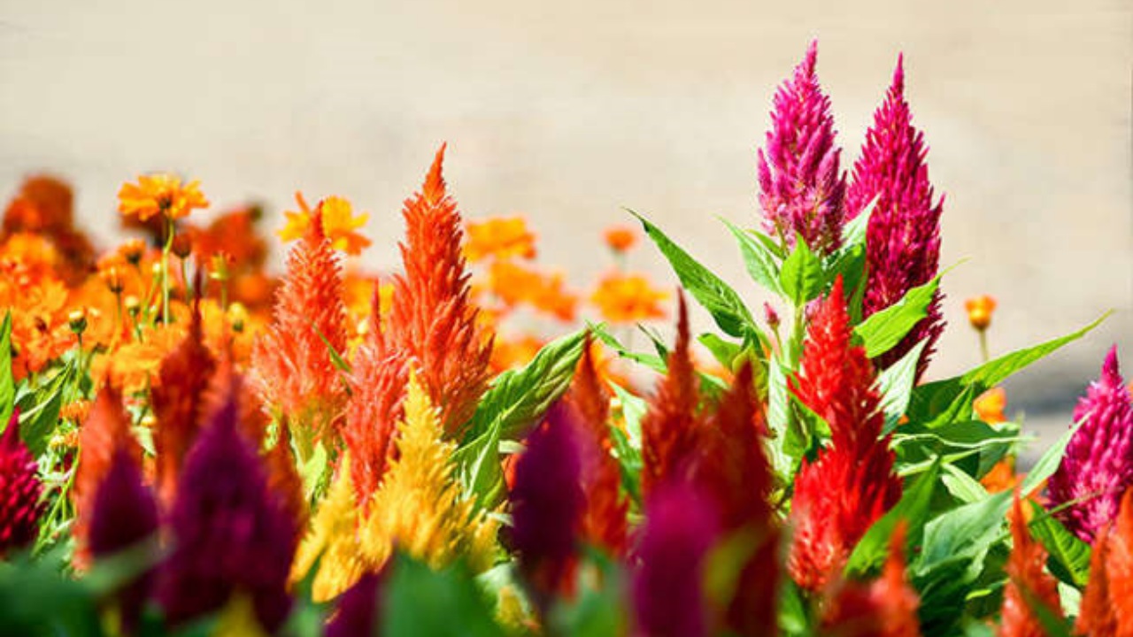 Celosia Plumosa: come prendersene cura?