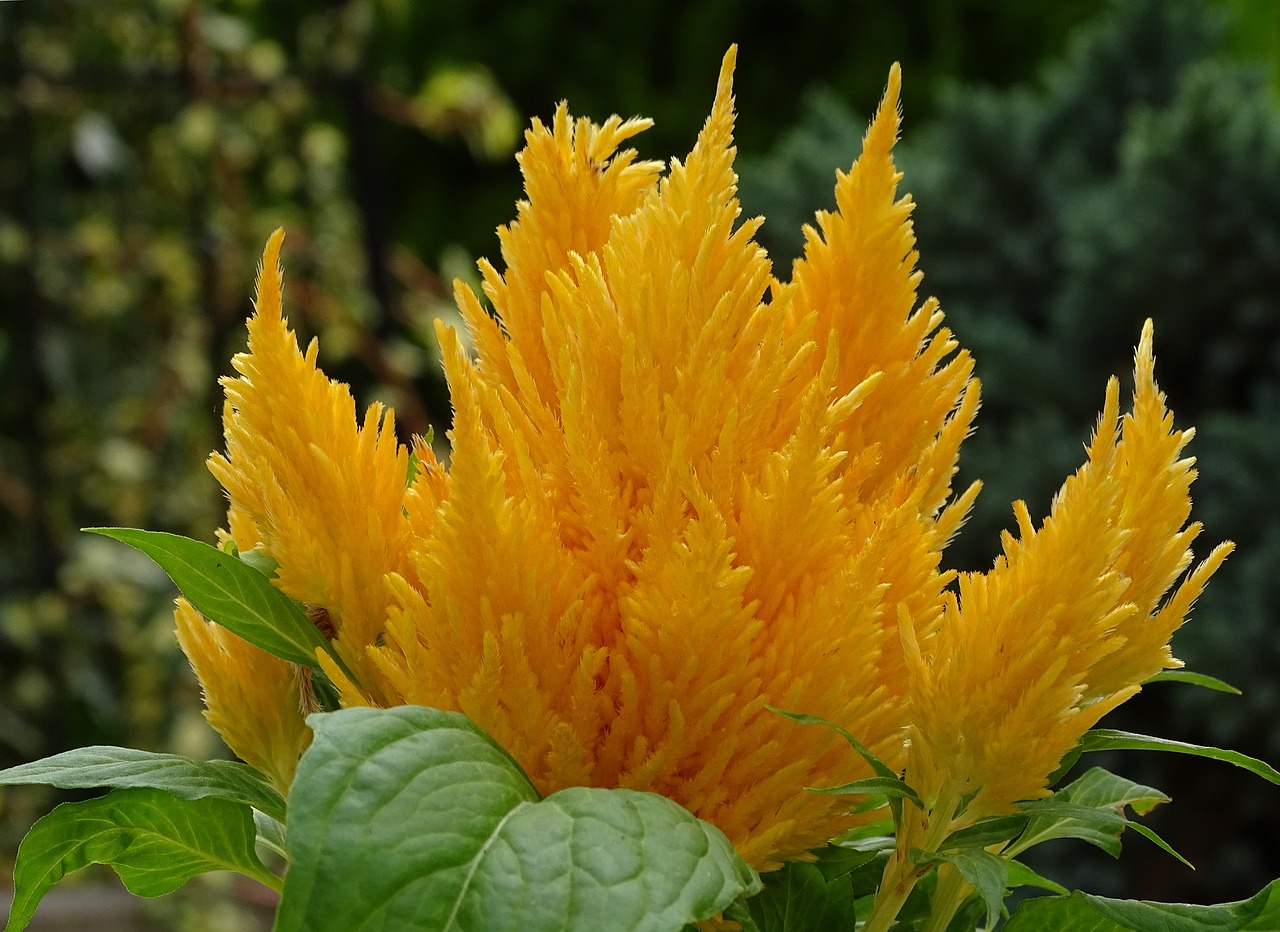 Celosia Plumosa: come prendersene cura?