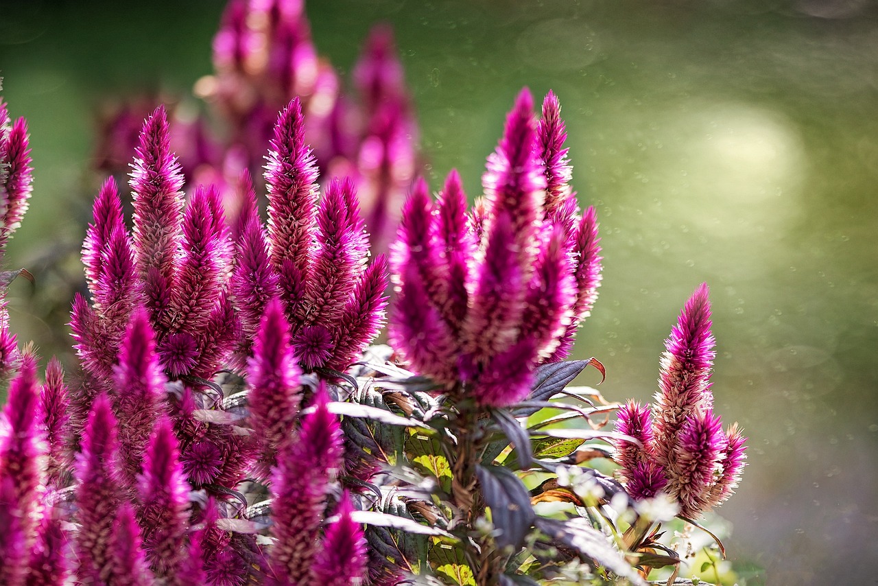 Celosia Plumosa: come prendersene cura?