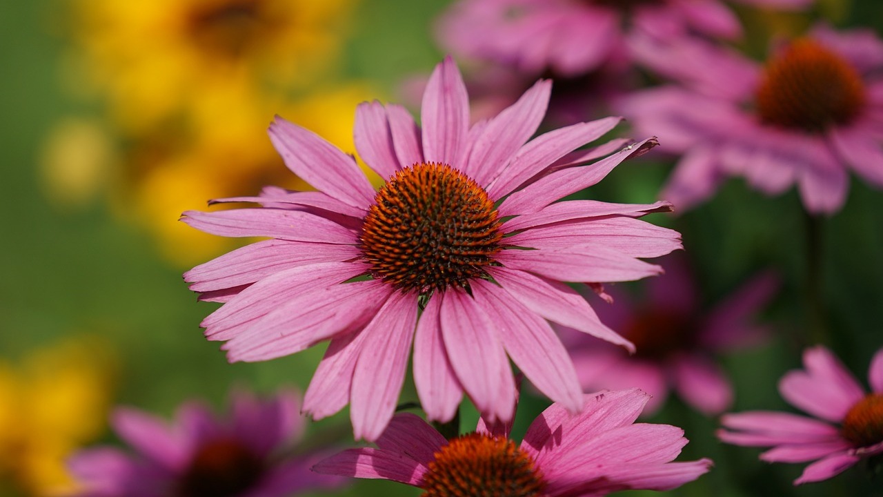 Echinacea: erba medicinale