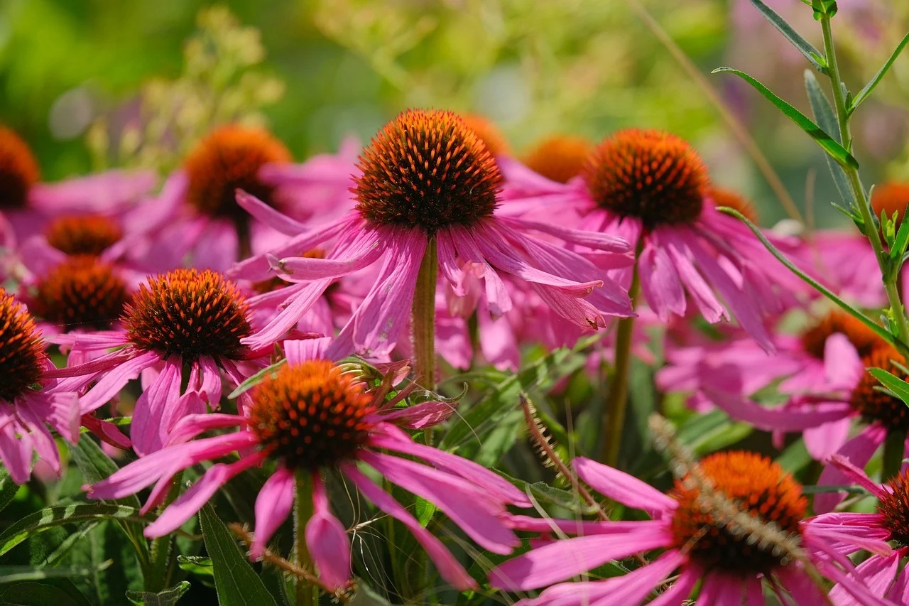 Echinacea: erba medicinale