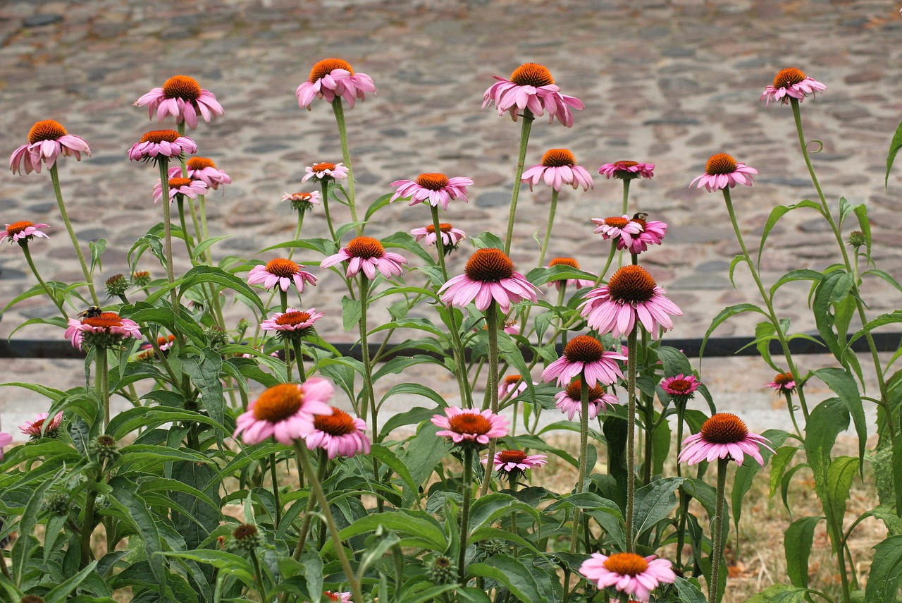 Echinacea: erba medicinale