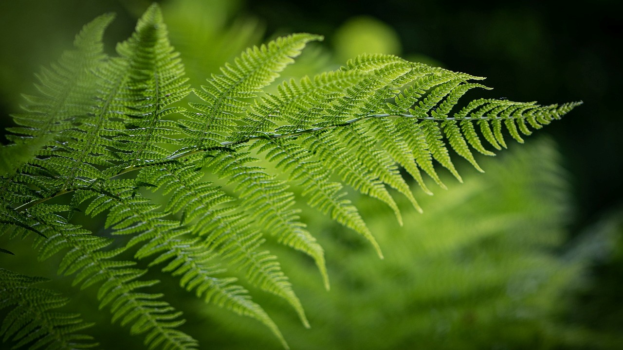 Felce di Boston: umidificatore naturale