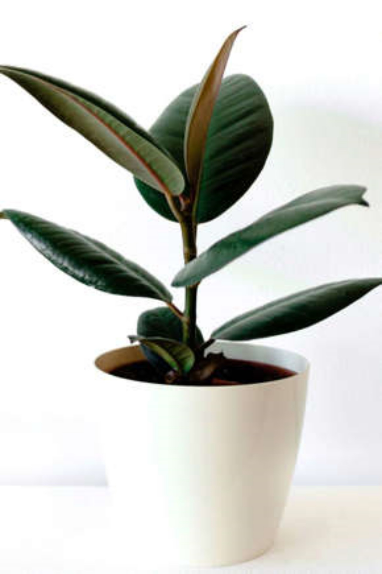 Ficus elastica: le sue esigenze