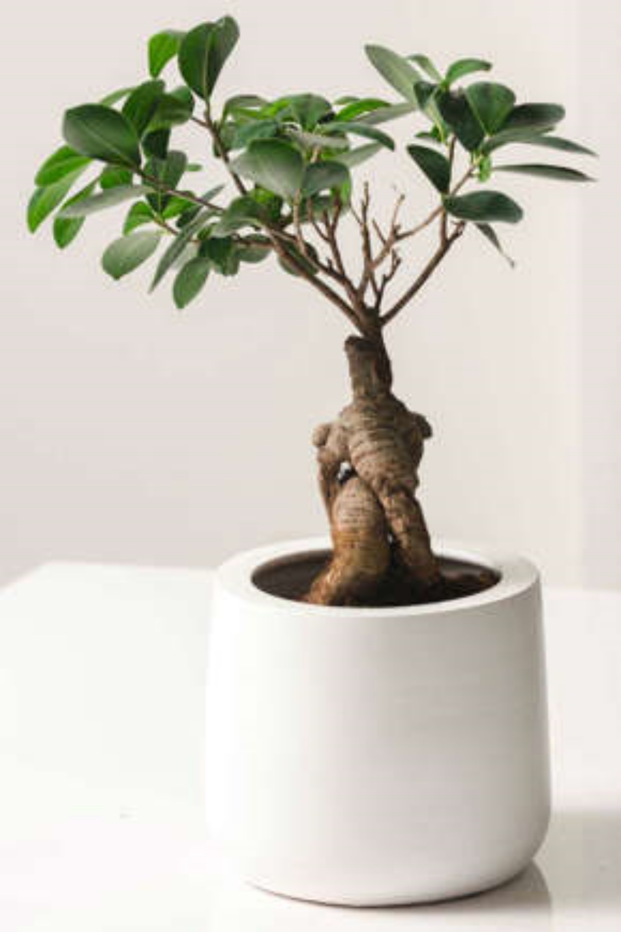 Ficus ginseng: le sue esigenze