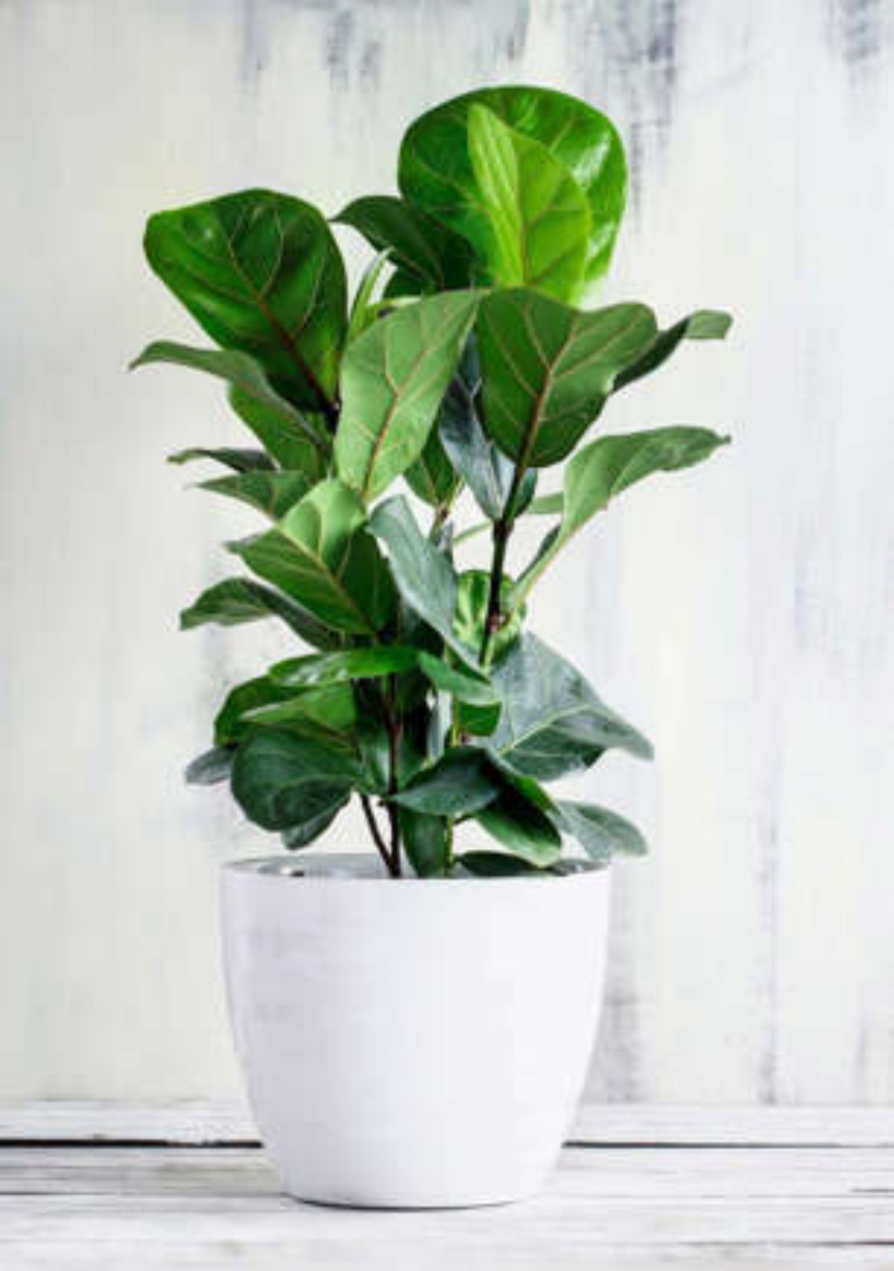 Ficus lyrata: le sue esigenze