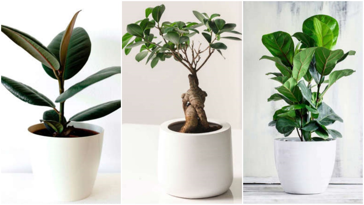 Ficus: 3 specie d'appartamento