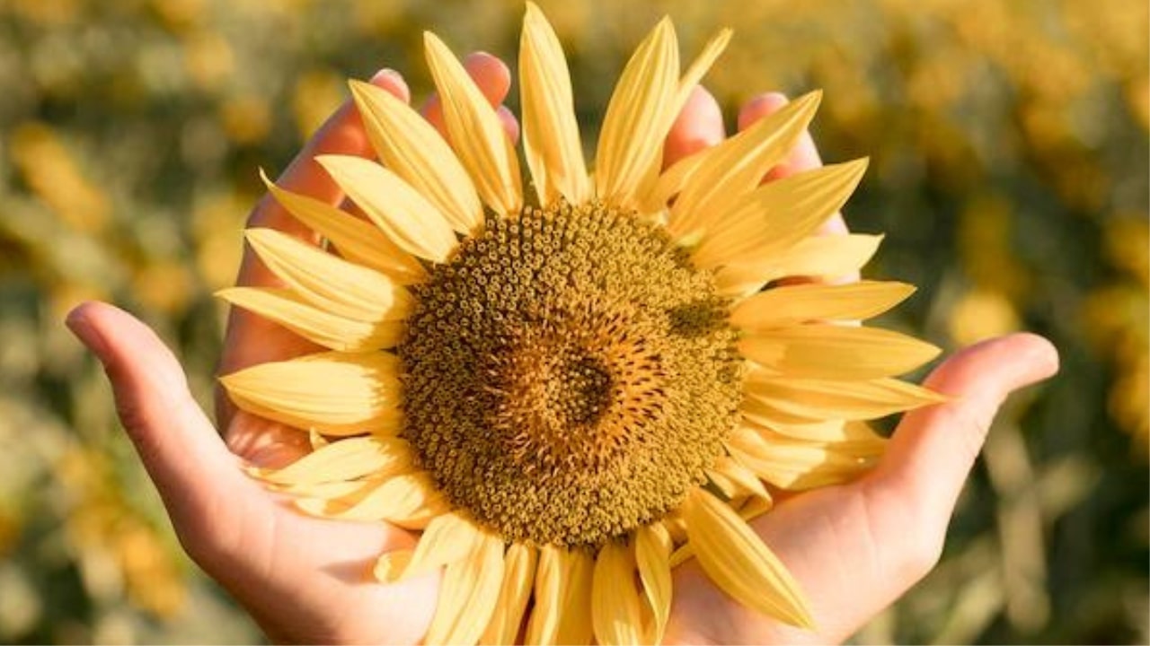 La bellezza del girasole