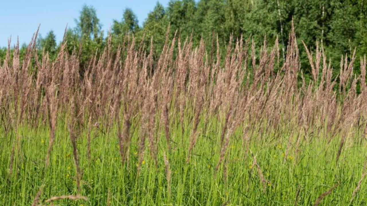 Gramigna in fiore