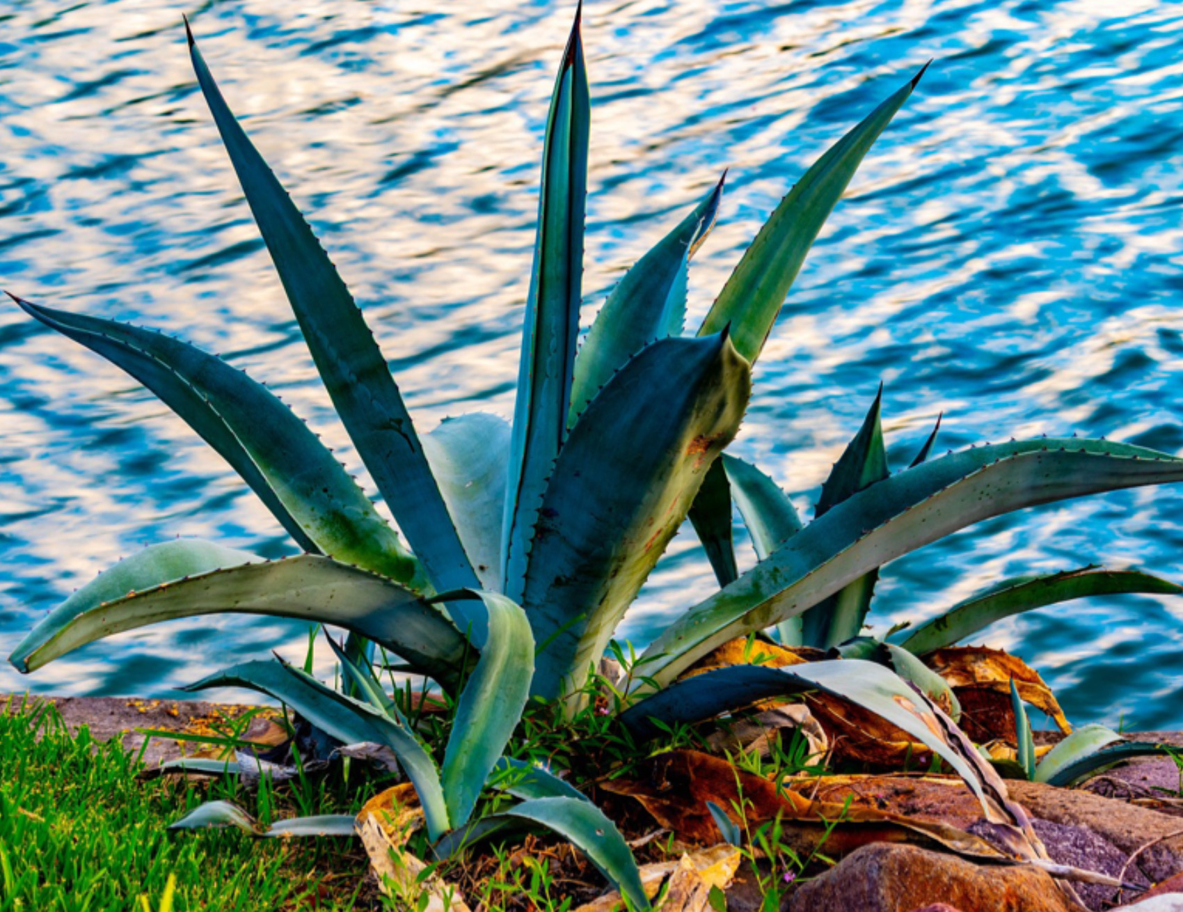 Aloe vicino l’acqua